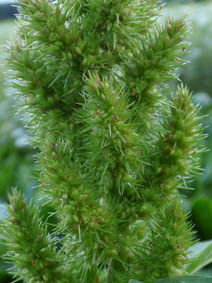 Amaranthus retroflexus